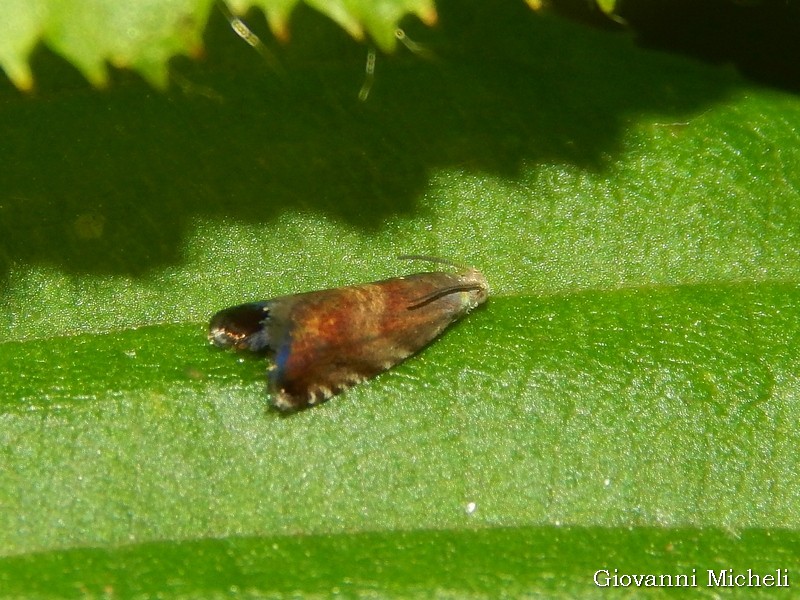 Aiuto ID Tortricidae